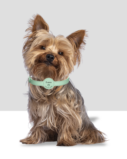 Collier en cuir pour chien personnalisable