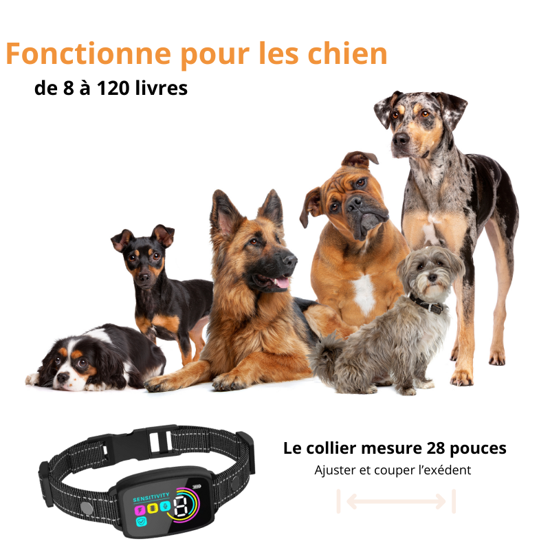 collier anti aboiement pour chien