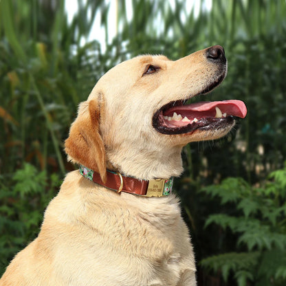 Collier pour chien personnalisable