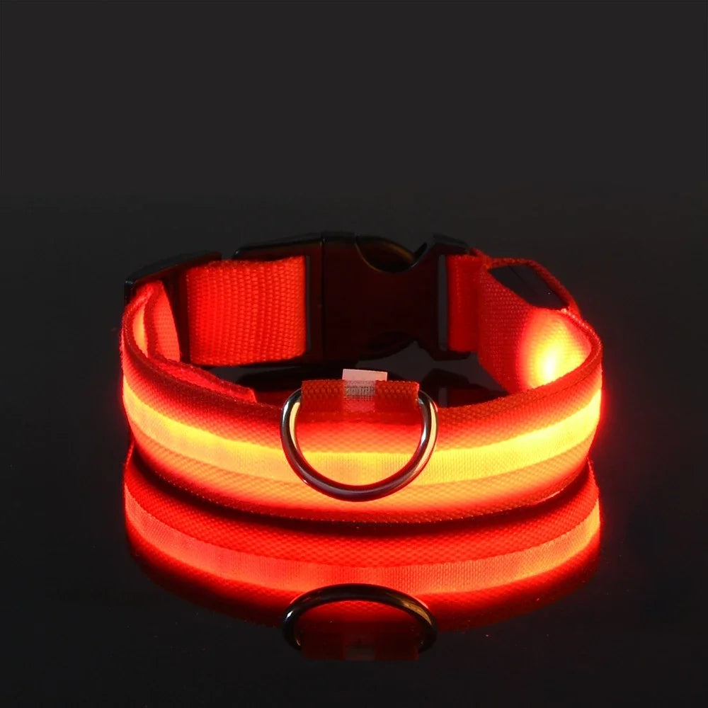 Collier lumineux chien