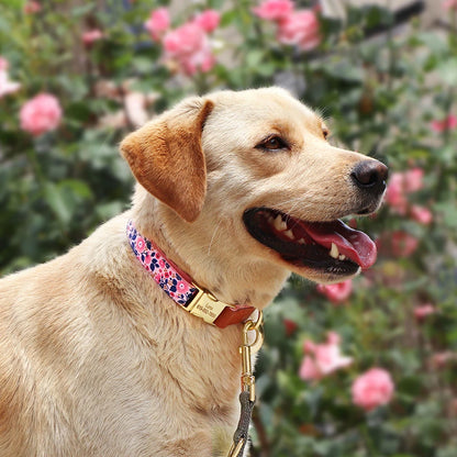 Collier pour chien personnalisable