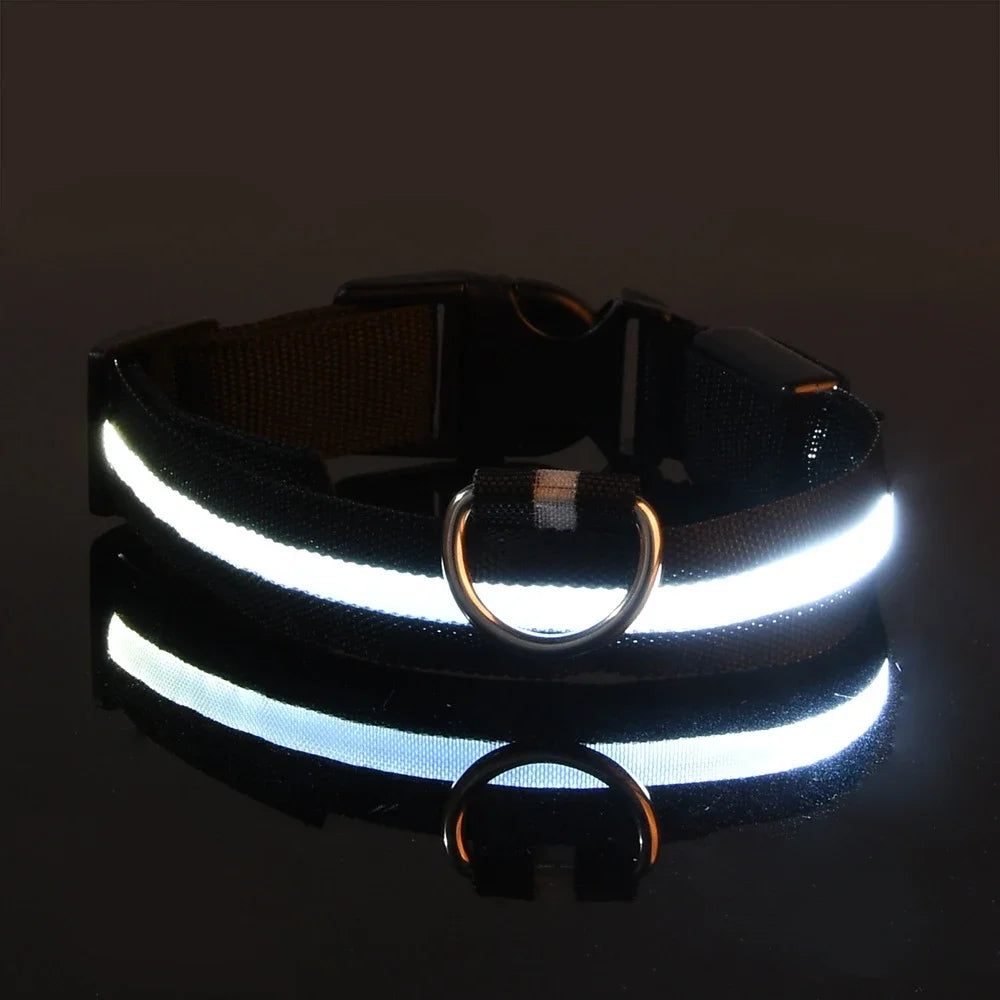 Collier lumineux chien