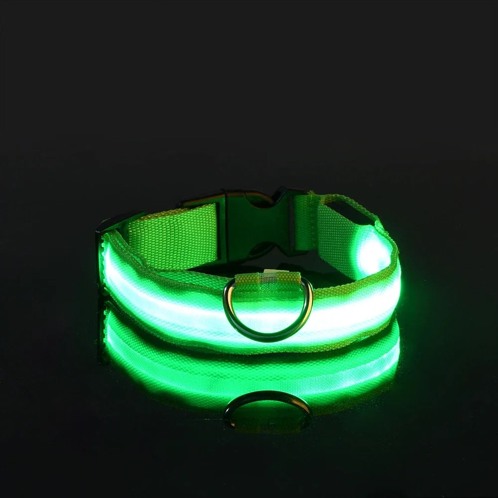 Collier lumineux chien