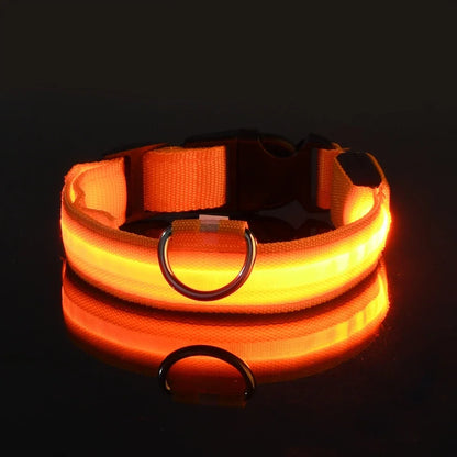 Collier lumineux chien