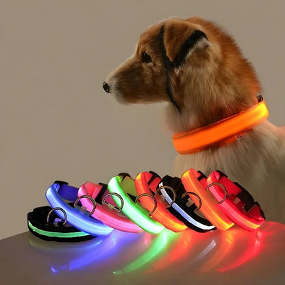 Collier lumineux chien