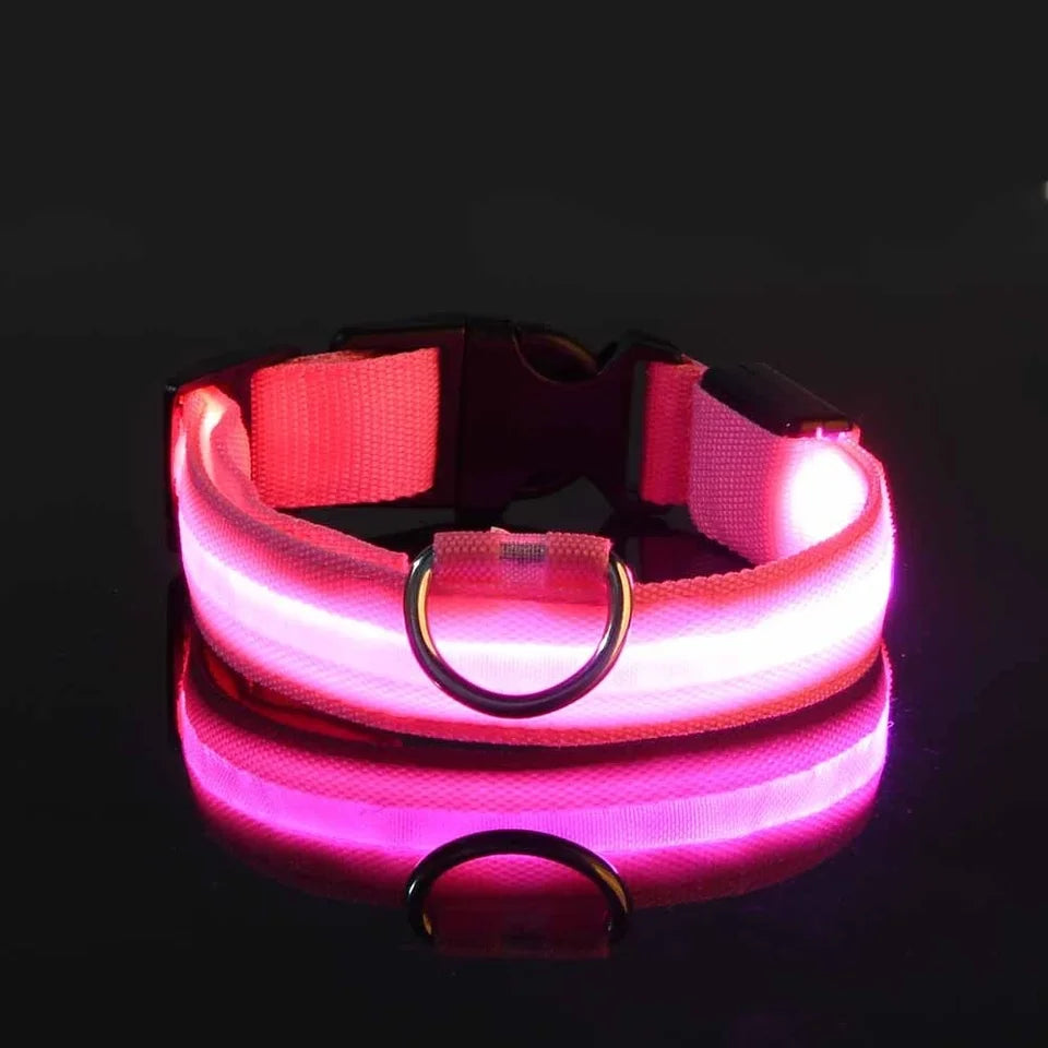 Collier lumineux pour chien