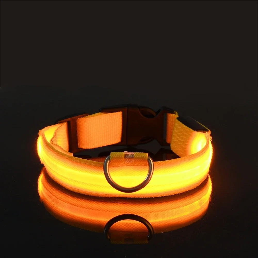 Collier lumineux chien