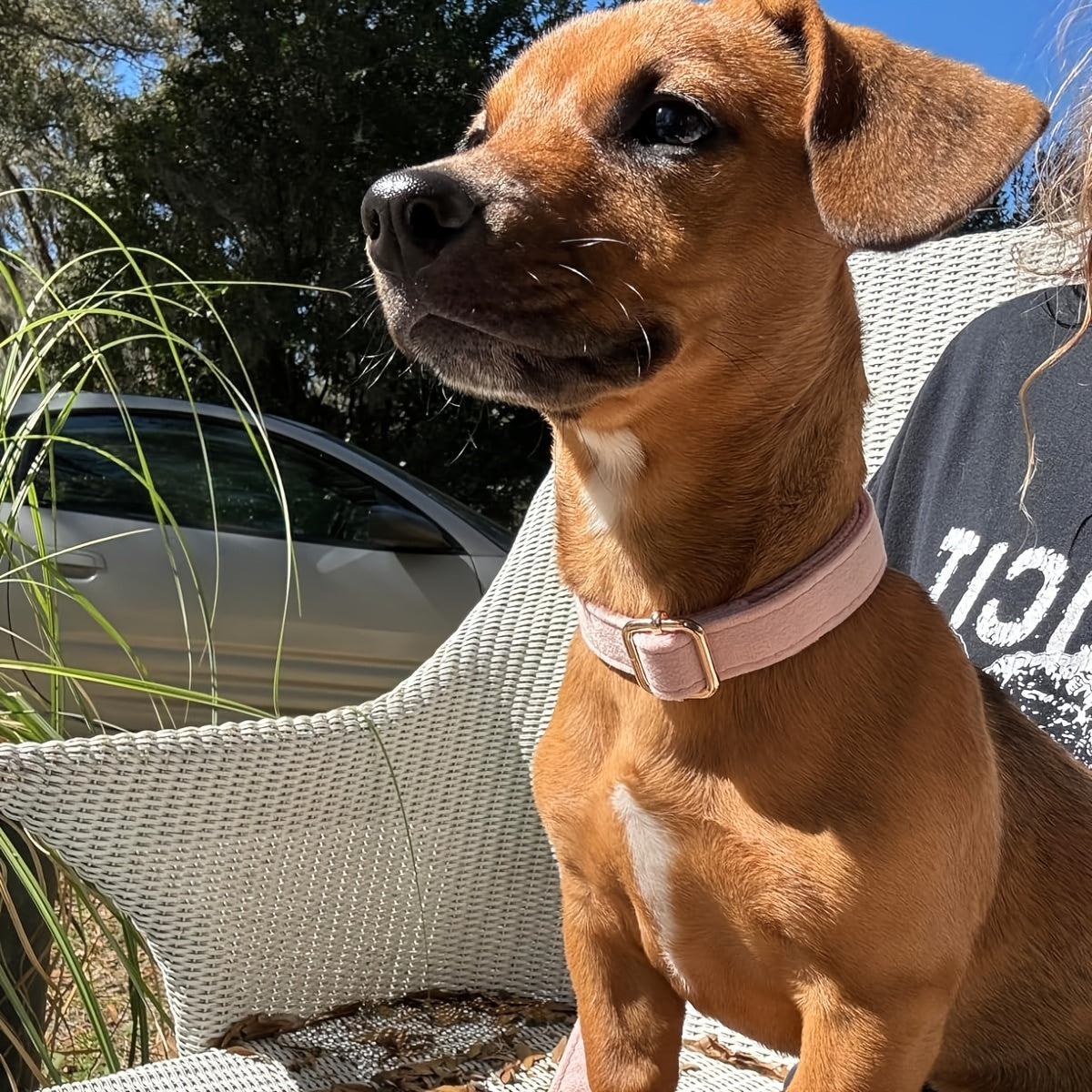 Collier gravée personnalisée en velours pour chien - Rose foncé