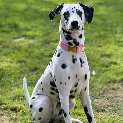 Collier gravée personnalisée en velours pour chien - Rose foncé